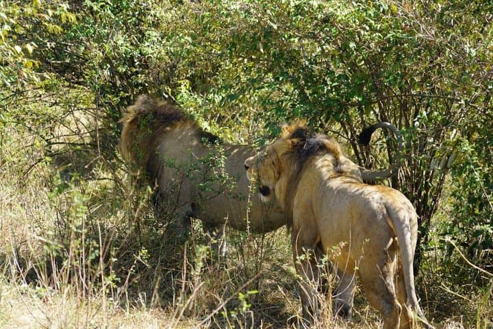 Daily departures: 3 days Masai Mara Safari+ Masai village visit