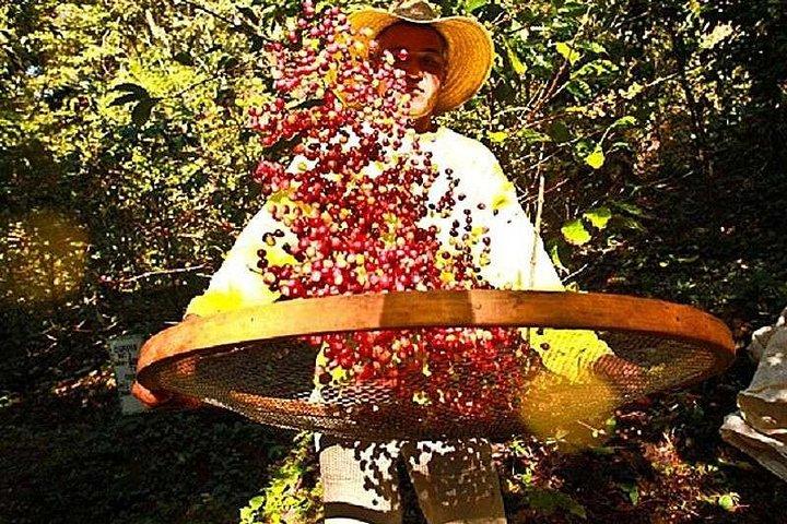 Original Historic Coffee Farm Guided Tour with Transfer