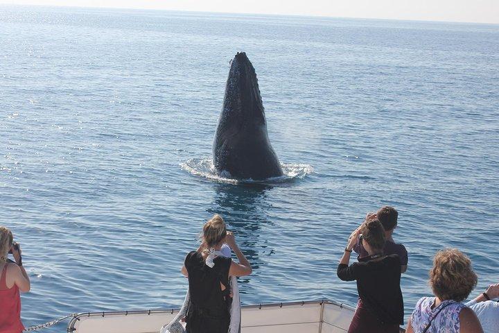 Freedom Whale Watch Cruise - Hervey Bay
