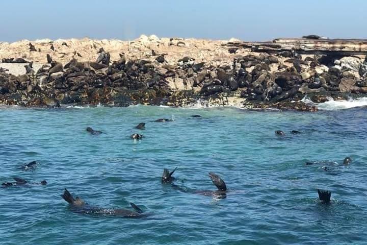 Penguins, Cape of Goodhope Chapmans Peak Drive Tour