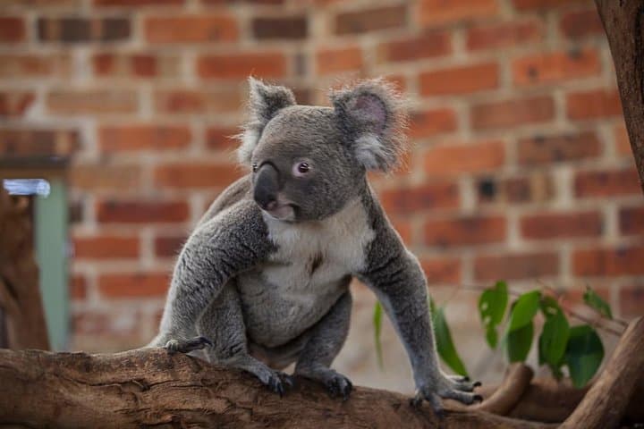 Blue Mountains Wildlife Full-Day Sights and Hiking from Sydney