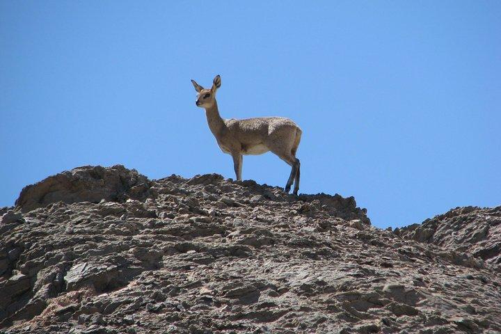 NAMIB DESERT TOURS, Full-Day and Half-Day Tours from Swakopmund, Namibia