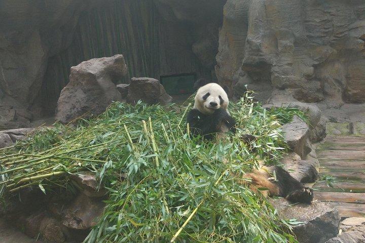 Private Half Day Tour to Beijing Panda House and Summer Palace