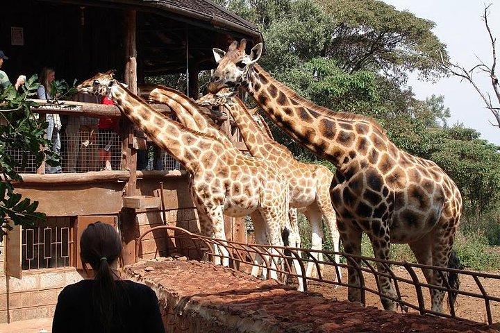 Giraffe center, Elephant Orphanage and Beads Center