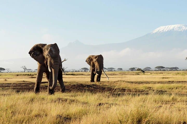 Cape Town Private, The Best Of Big Five Safari Tour