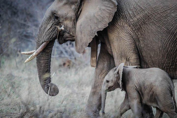 3 Days 2 nights Amboseli Daily Departures