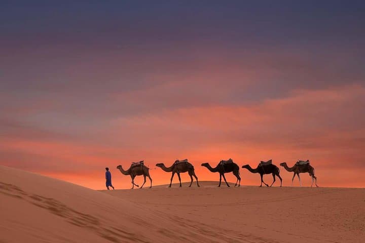 Dubai Sunset Camel Trekking with Shows & BBQ Dinner