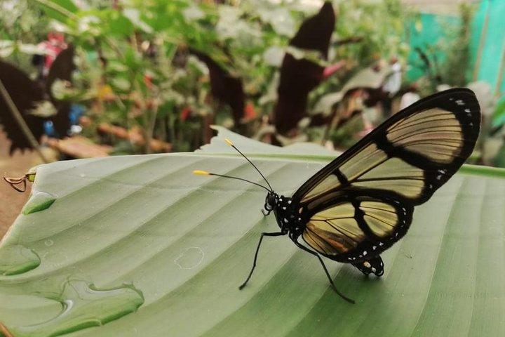 Mindo Cloud Forest - Private tour from Quito - Nature, Waterfalls and Chocolate