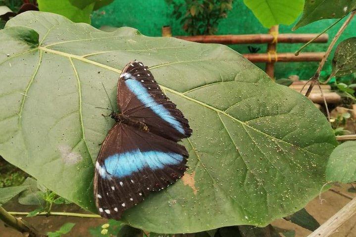 Mindo Cloud Forest - Private tour from Quito - Nature, Waterfalls and Chocolate