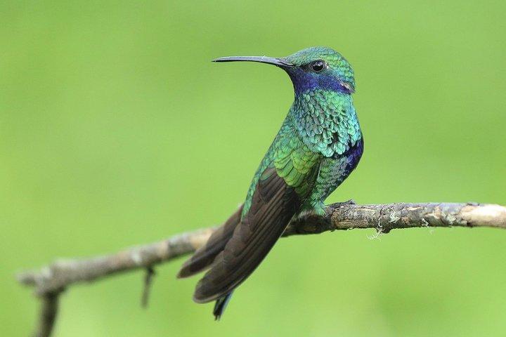Mindo Cloud Forest - Private tour from Quito - Nature, Waterfalls and Chocolate