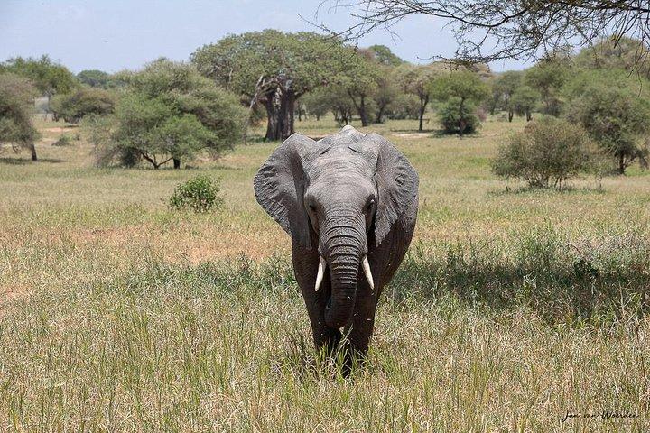 Day 1 Arusha – Lake Manyara National Park