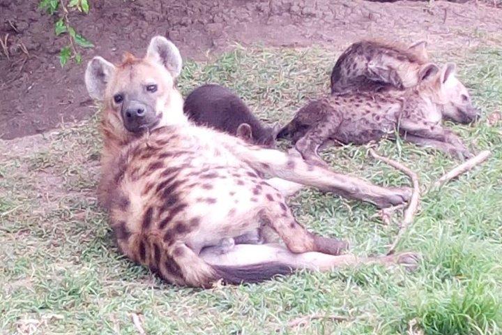4 Days - Majestic Maasai Mara and Lake Nakuru Safari