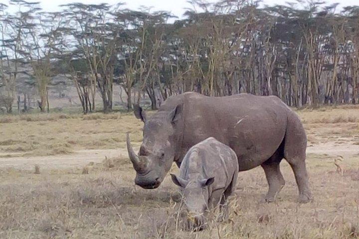 4 Days - Majestic Maasai Mara and Lake Nakuru Safari
