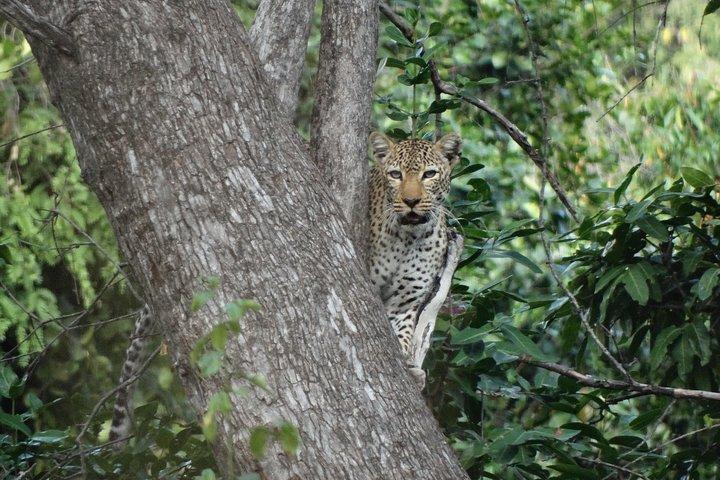 3 Days Safari to Nyerere National Park (Selous Game Reserve)