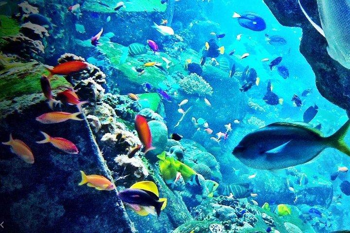 Half Day Dubai City Tour & visit to Dubai Aquarium Underwater Zoo