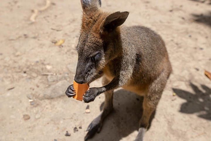 Chillagoe Caves and Outback Day Trip from Cairns