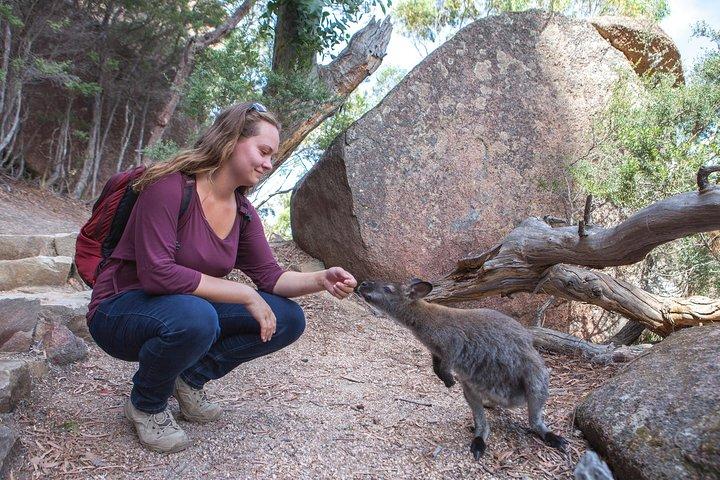 Hobart to Launceston via Wineglass Bay - Active Tour