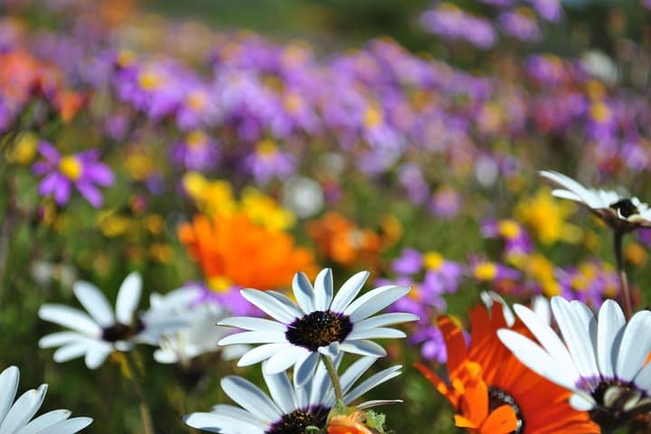 West Coast Flower Full Day Tour