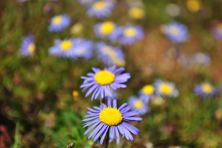 West Coast Flower Full Day Tour