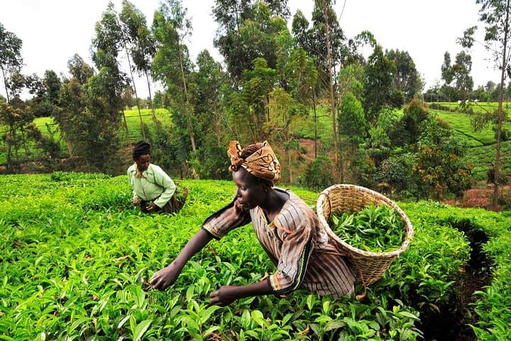 Kiambethu Tea Farm Tour & Lunch From Nairobi