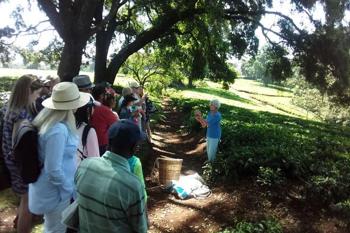 Kiambethu Tea Farm Day Tour from Nairobi