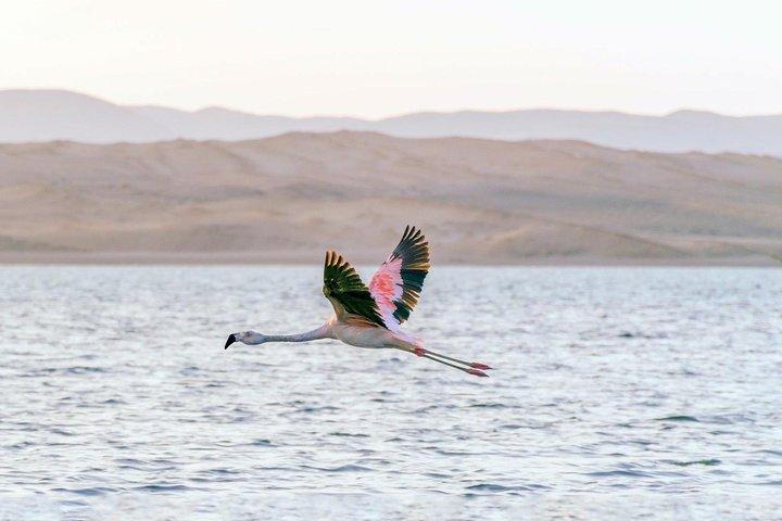Paracas National Reserve Private Tour from Paracas or Pisco