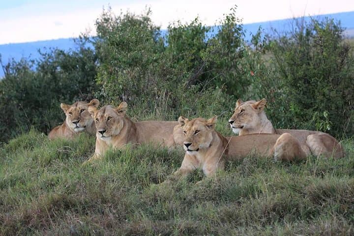 From Nairobi: 3 - Days Maasai Mara Group Safari by 4WD