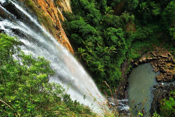 Glow Worms + Day/Night Rainforest & Waterfalls Experience
