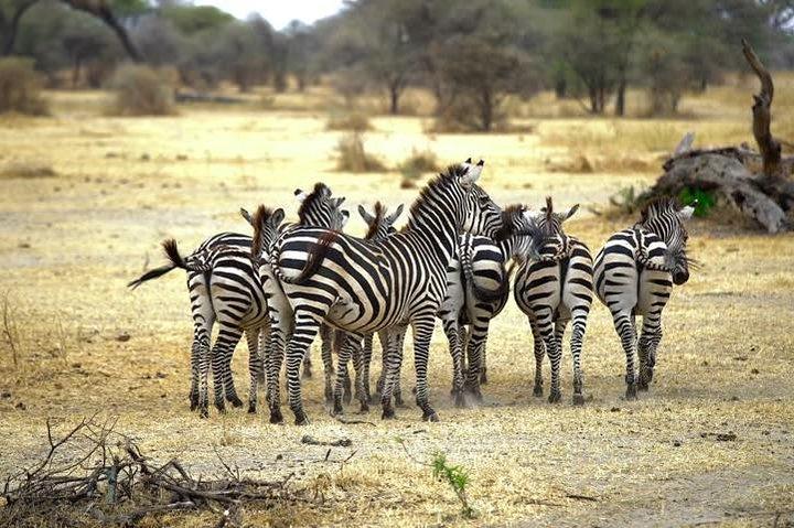 5 Days Budget Camping Safari To See Great Migration