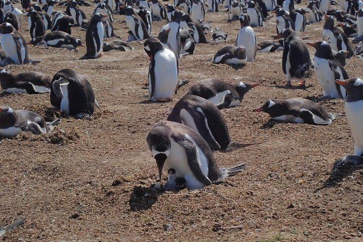 Bertha’s Beach & Beyond - Your Falklands, Your Way!