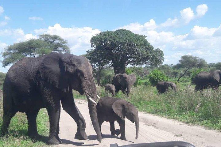 5 Days African Safaris