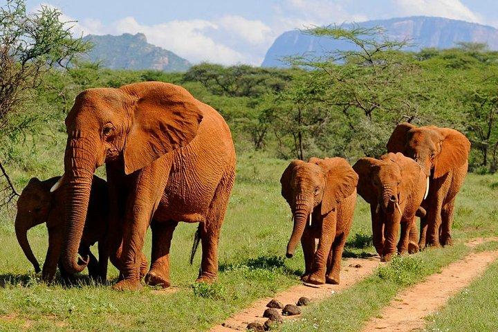 10-Days Kenya Wildlife Private Safari and Mombasa Diani Beach Holidays