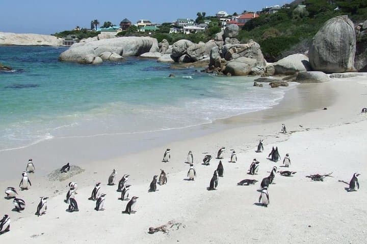 Cape Town Private Robben Island and Cape point Tour