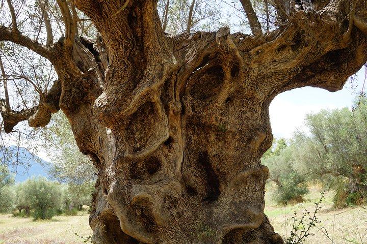 2 Days Private Tour: Sparta - Mystras - Mycenae - Epidaurus & Corinth