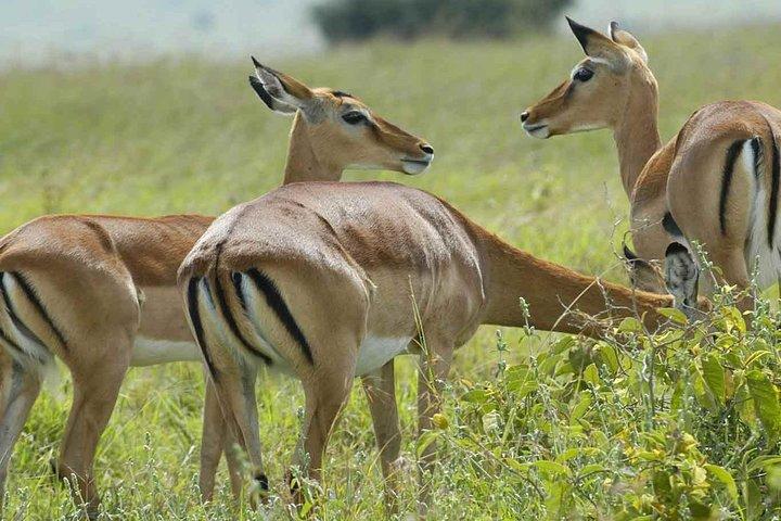 Arusha National Park Day Trip