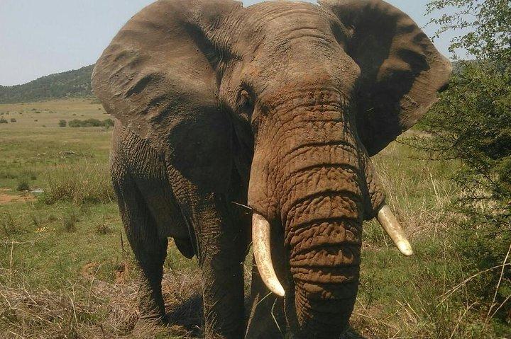 Kruger National Park One Day Safari from Johannesburg