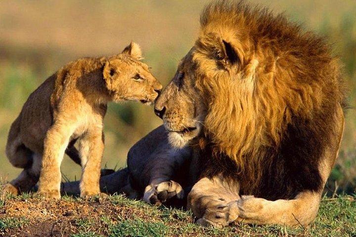 4 Days Masai Mara Lodge Safari on 4x4 Land Cruiser Jeep