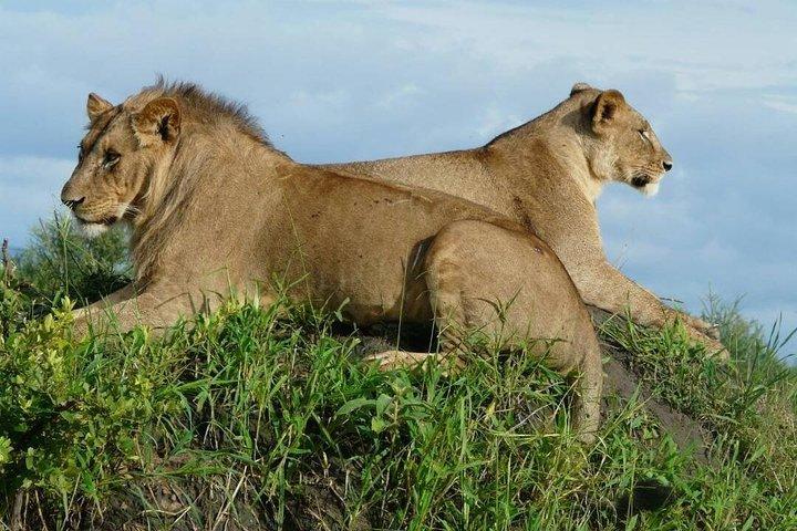 Tarangire National Park Day Tour