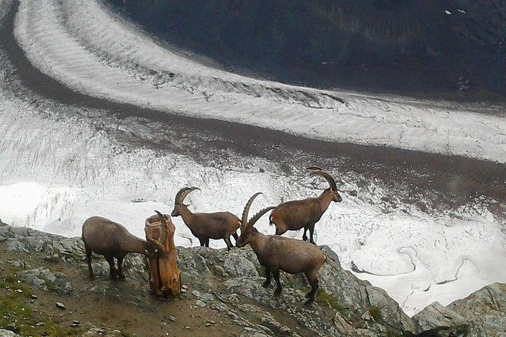 Zermatt & Mt. Gornergrat Small Group Day Trip from Bern