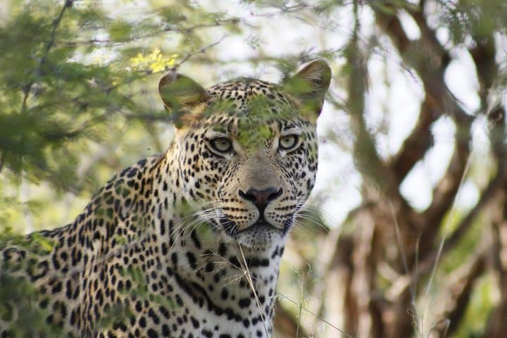 3 day Private Authentic Kruger Park Safari Experience