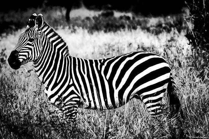 9 Days Kenya and Tanzania Wildlife Experience