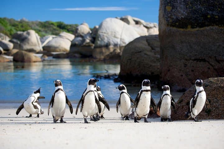 Cape Town Private Robben Island and Cape point Tour