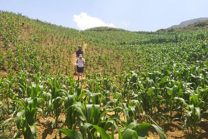 From Sapa: 2-Day Trek Through Authentic Villages in North - Sapa