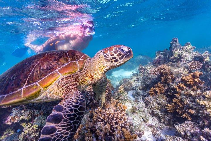 7-Day Exmouth Explorer via Pinnacles Monkey Mia Ningaloo Reef returning to Perth