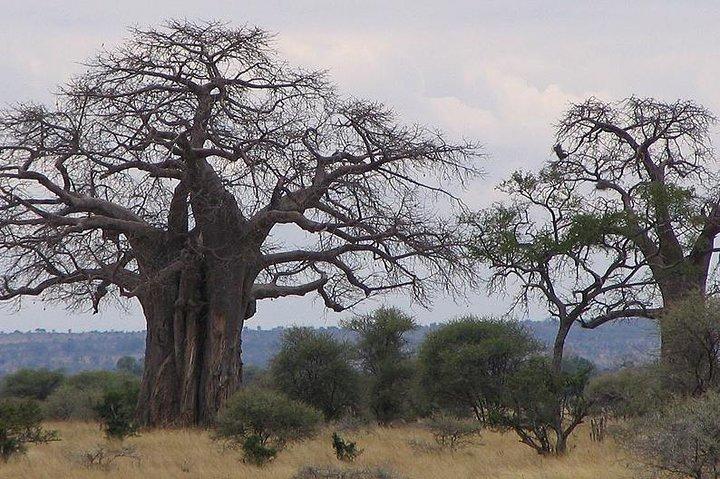 7-Day Glimpse of Northern Tanzania
