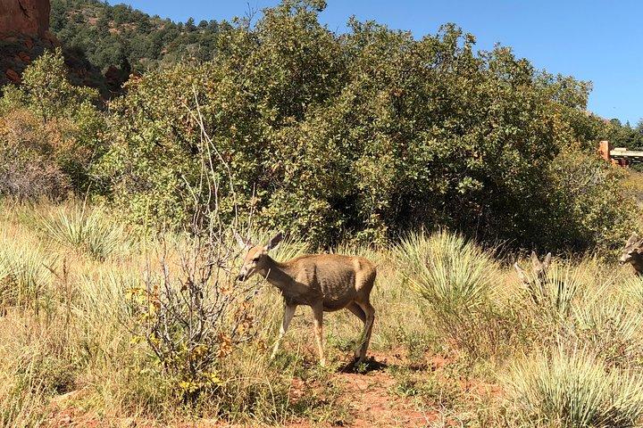 Private Colorado Springs Tour: Garden of the Gods and Pikes Peak