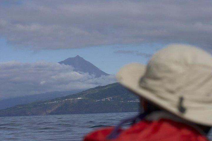 Whale and dolphin watching in Pico Island