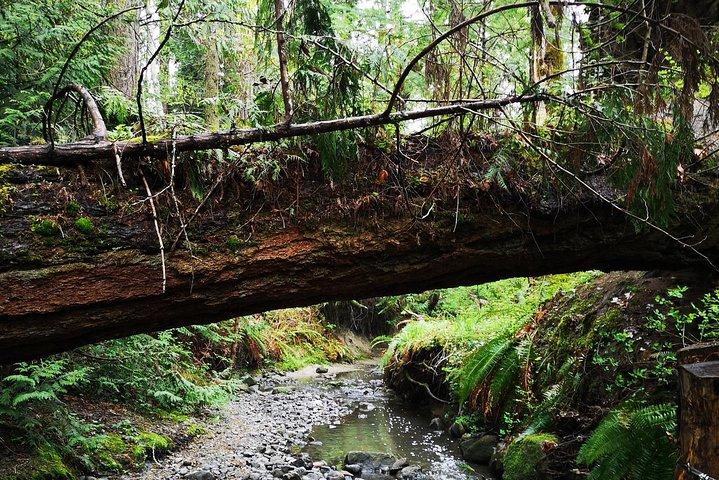 Private Guided Rainforest Hike in Victoria