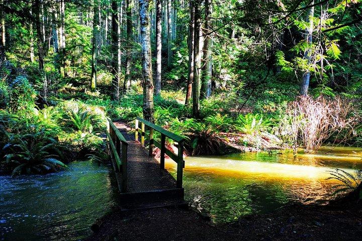 Private Guided Rainforest Hike in Victoria