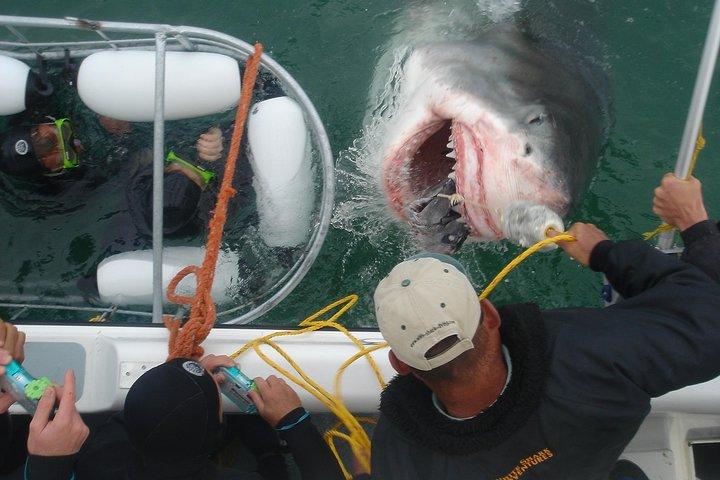 SHARK CAGE DIVING and VIEWING (Incl. transfers from Cape Town)